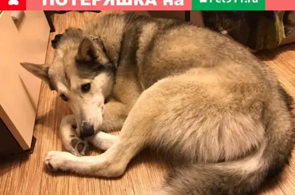 Найден пёс на Ильинке, Новокузнецк