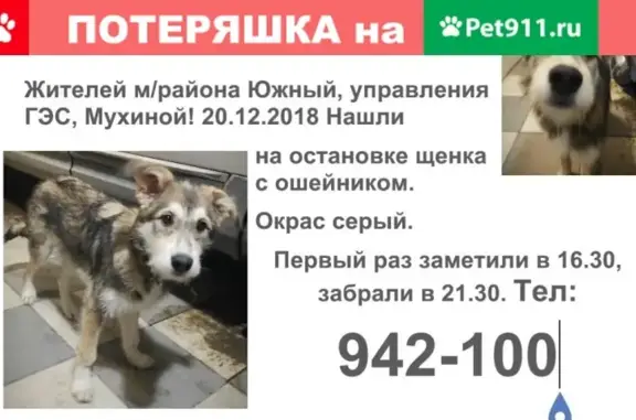 Найден серый щенок в Иркутске