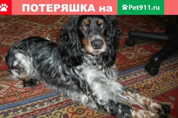 Пропала собака на ул. Хлобыстова, Мурманск: сука породы Русский охотничий спаниель, кличка Ася.