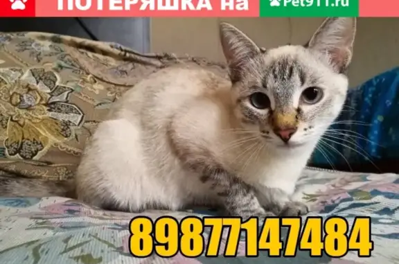 Пропала кошка Даша на улице Ломоносова, Репина, Йошкар-Ола.