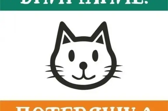 Потерян чёрный кот в зелёном ошейнике в Кск, Чита. Тел. Анны.