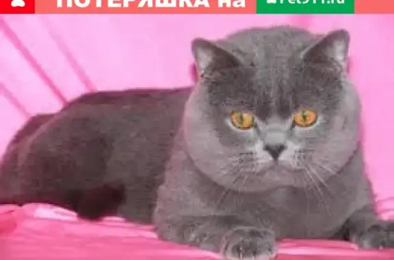Пропала крупная серая кошка на Заводской, 20.
