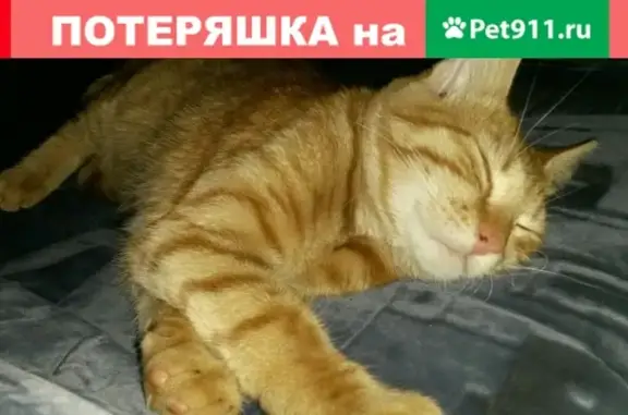 Пропал кот на ул. Ленинградская, Петрозаводск