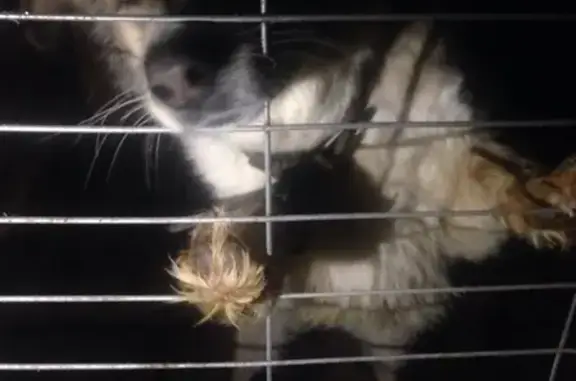 Найдена собака в Качканаре с ошейником