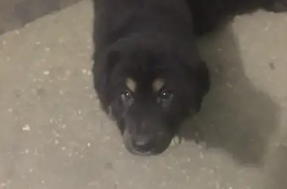 Собака найдена на ул. Связи в Мурманске