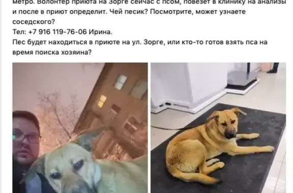 Найдена собака Москва, метро Полежаевская!