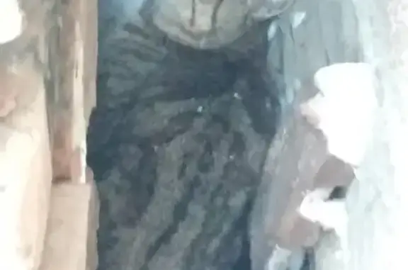 Найдена кошка в Бузулуке, район вокзала