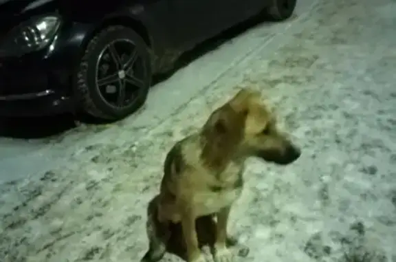 Найдена собака у 3 подъезда на пр. Ленина 77 в Ухте