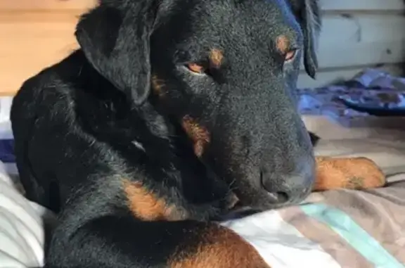 Пропала собака в посёлке Торфяное, вознаграждение 10000₽
