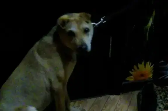 Найдена собака на ул. 40 лет Октября, дом 21а в Лисках