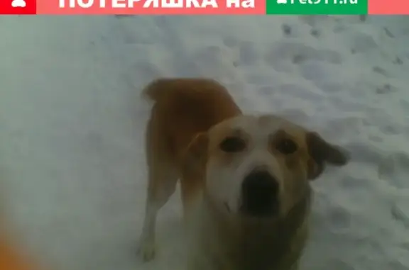 Найдена собака в д. Березник, ищем хозяина