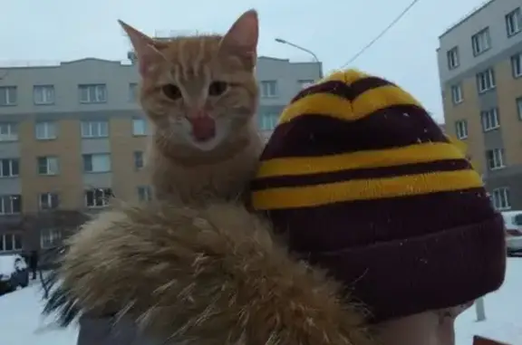 Найдена кошка в Санкт-Петербурге, звоните