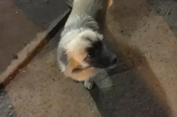 Найдена собака на Панораме, Краснодар