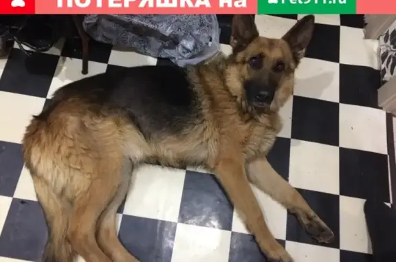 Пропала собака в Бугульме, возможно гуляет в районе Поля Чудес