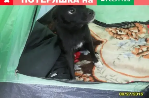 Пропала собака в районе Ленина, Стерлитамак