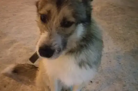 Найдена собака возле Стройся на Кирова
