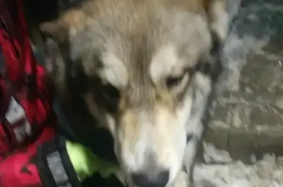 Найдена собака в Раменском, ищем хозяина