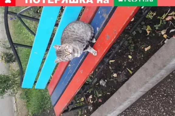 Найдена кошка на Коммунистической, дом 24, подъезд 4