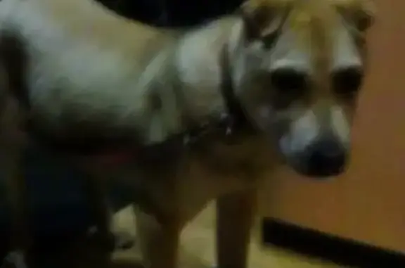 Найдена собака возле Арбата с коричневым ошейником в Лисках
