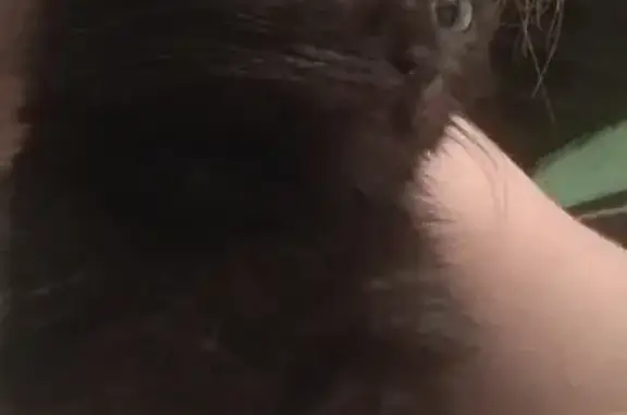 Кошки потеряшки, Таловское, фото: Потеряшка кошка на ул. Кирова (Таловая)