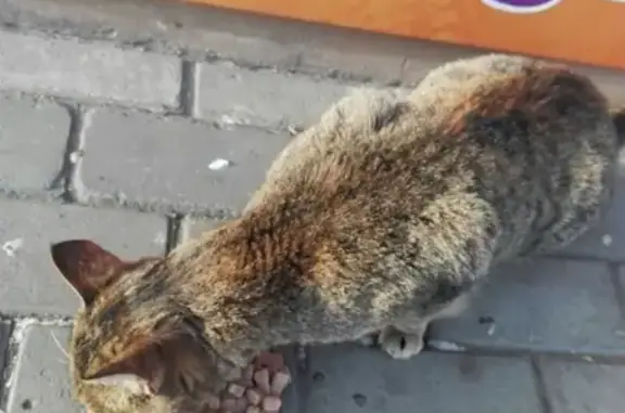 Найдена кошка на чайке в Орле