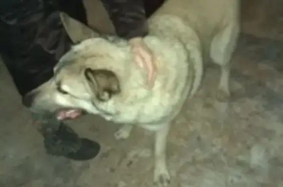 Найдена собака на ул. Б. Корнилова, Н. Новгород
