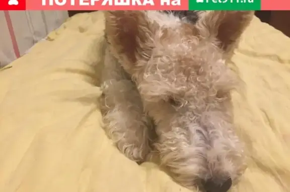 Пропала собака в Бирюлево, Лебедянская ул. без ошейника