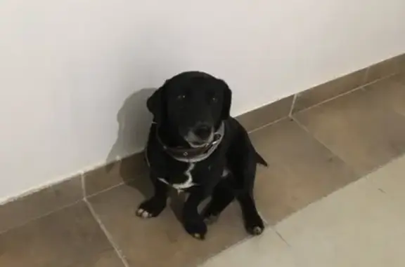 Найден пес на ул. Петра Метальникова, Краснодар