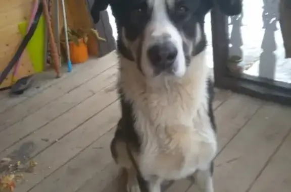 Срочно! Найдена собака в Ляпино, Новгородская область