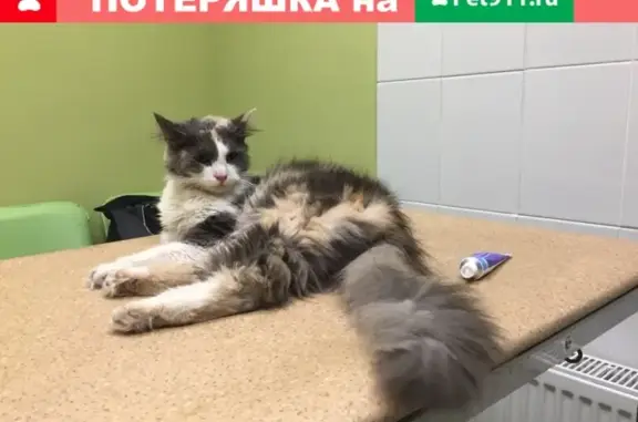 Найдена кошка в Кировском сквере, ищем хозяина