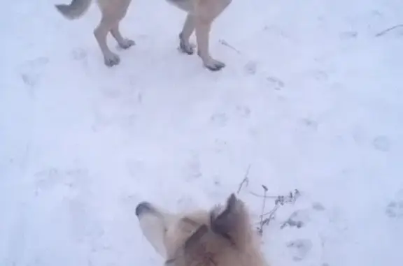 Пропала собака Ирма в Североморске