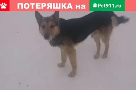 Найдена собака в парке Ургупса, Екатеринбург