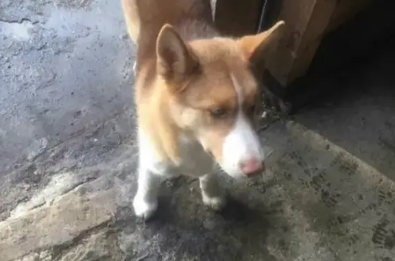 Потерянные животные Ярославль, фото: Пропала собака в Ярославле, помогите найти!