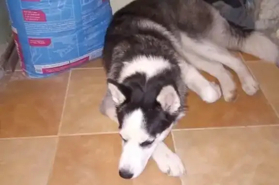 Найдена собака в Балаково без ошейника
