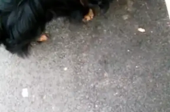 Найден щенок пекинеса на ЦКЗ, Майкоп