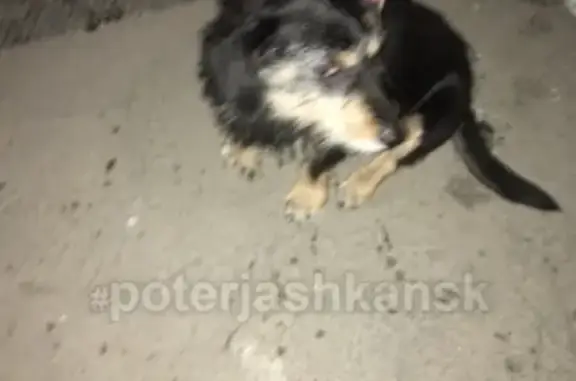 Пропала собака на улице Кропоткина
