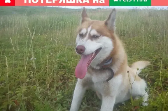 Пропала собака Тайга в Киреевске!