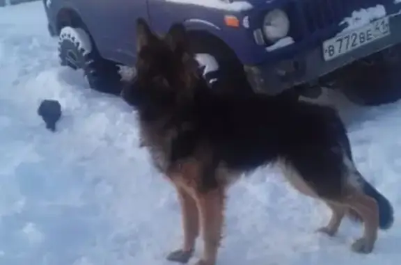 Пропала собака Мальва в Красной Сопке, Петропавловск-Камчатский