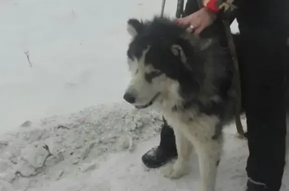 Собака найдена в Глазове, Удмуртская Республика