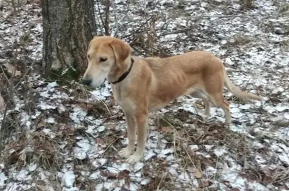 Пропала собака в Ясногорске, помогите найти!