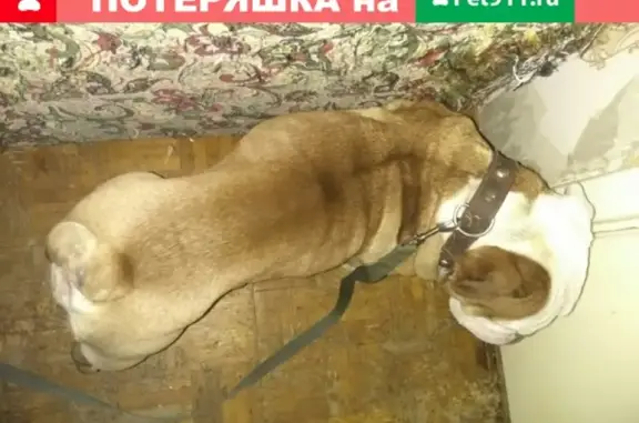 Найден пёс в Домодедово