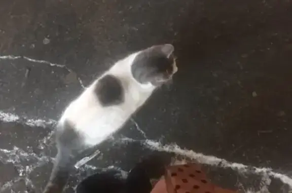 Найдена замерзшая кошка в Приморском районе СПб