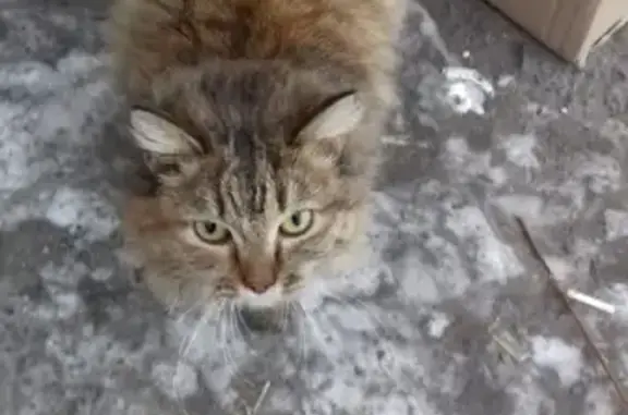 Потерян кот возле магазина в Черногорске