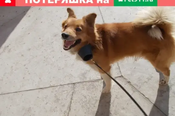 Пропала рыжая собака в Минусинске