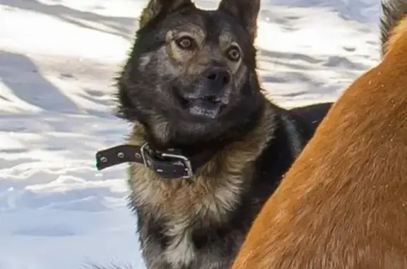 Пропала собака Фунтик в районе Перевалка, Петрозаводск
