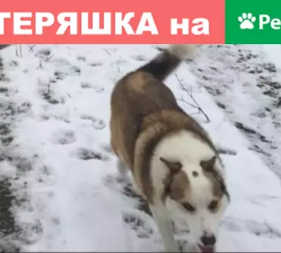 Пропала собака Юта в Щёкино, Тульская область