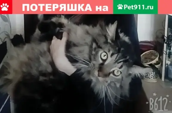 Пропал кот мейкун, Комсомольская 19, Новоуральск