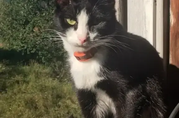 Кошки потеряшки, Бодайбо, фото: Потеряшка кошка в Бодайбо, Иркутская область