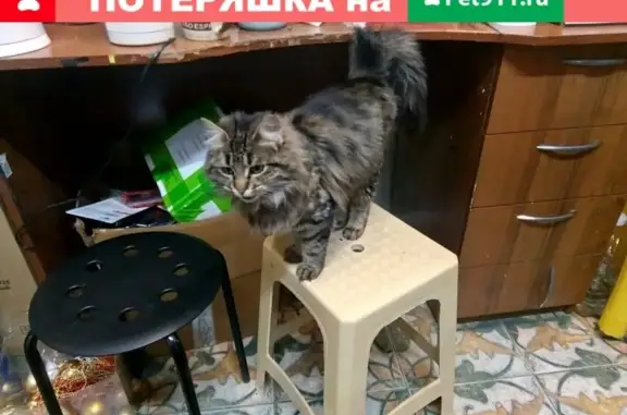 Найдена кошка в Каменск-Шахтинском