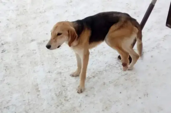 Найдена охотничья собака с перебитой лапой в с. Таремское